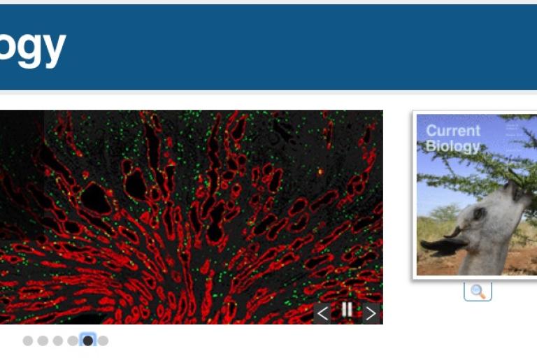 Kidney cystogenesis paper published in Current Biology