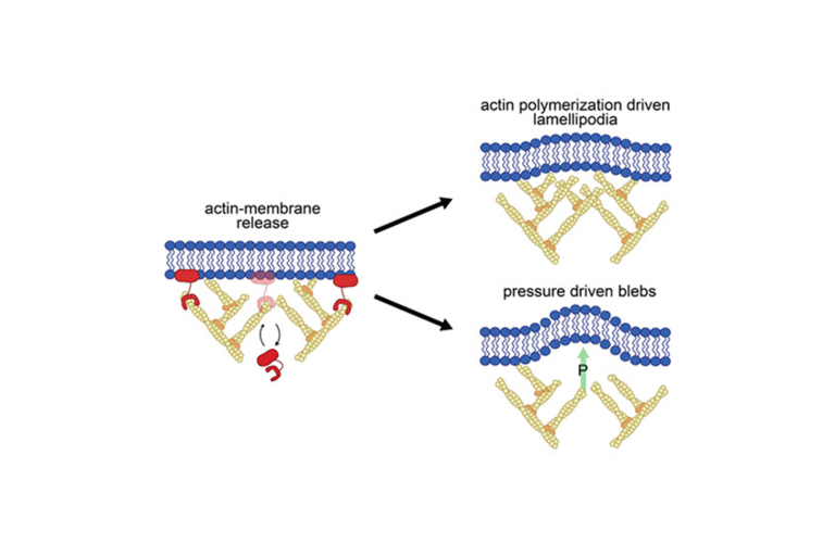 actin membrane release