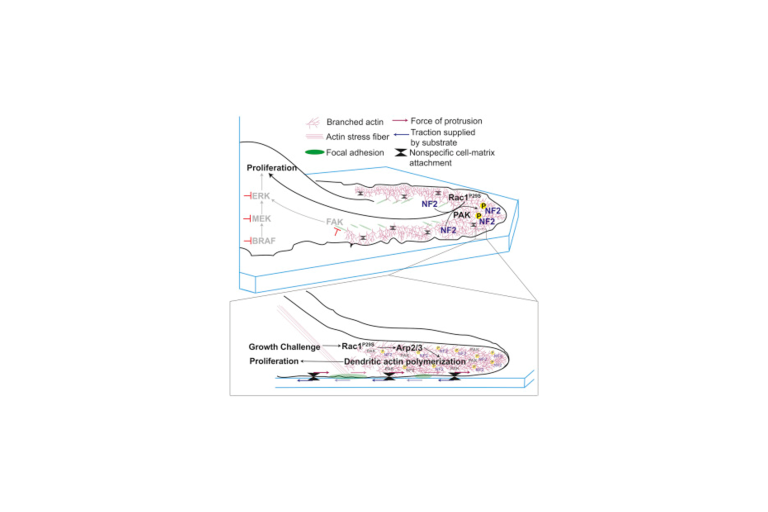 Dendritic actin network in lamellipodia of melanoma cells