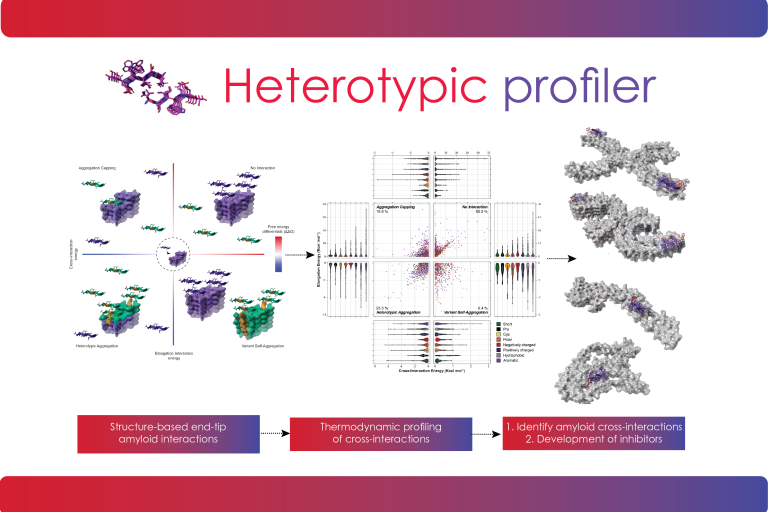 Heterotypic amyloid interactions