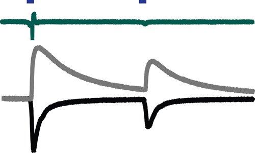 Plasticity in reward circuitry