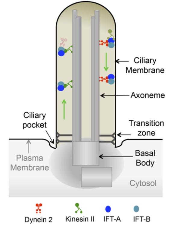 Primary Cilium Components