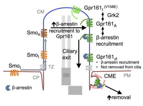 Removal of Gpr161 from cilia