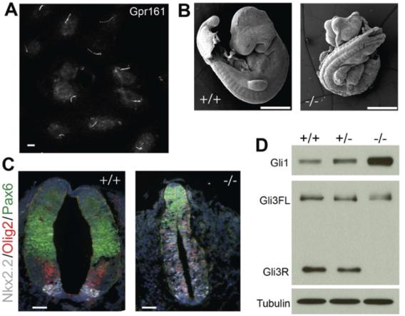 Gpr161 is a critical negative regulator of Shh signaling