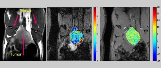 MRI of rat prostate: