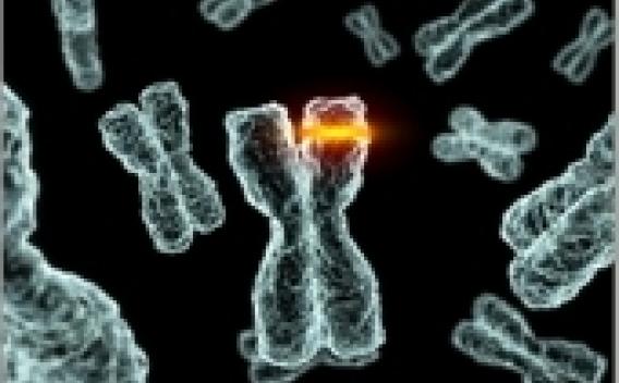 Microscope slide of genetic pairs