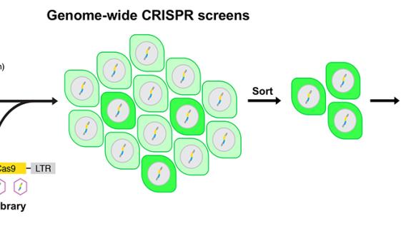 Genetic dissection of post-transcriptional regulatory pathways