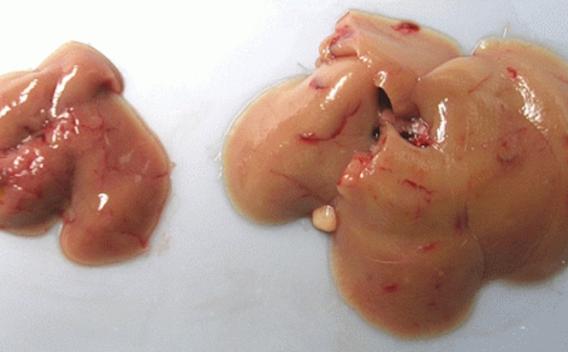 Size-control mechanisms in development, regeneration, and cancer in tissue