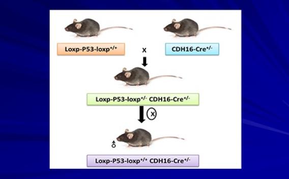loop P53