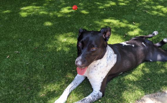 Black and white dog lounging on the grass in the shade, next to a red ball.