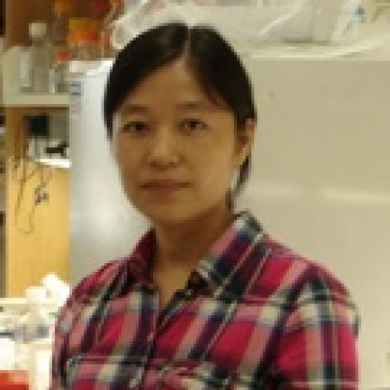 Xinchao Pan