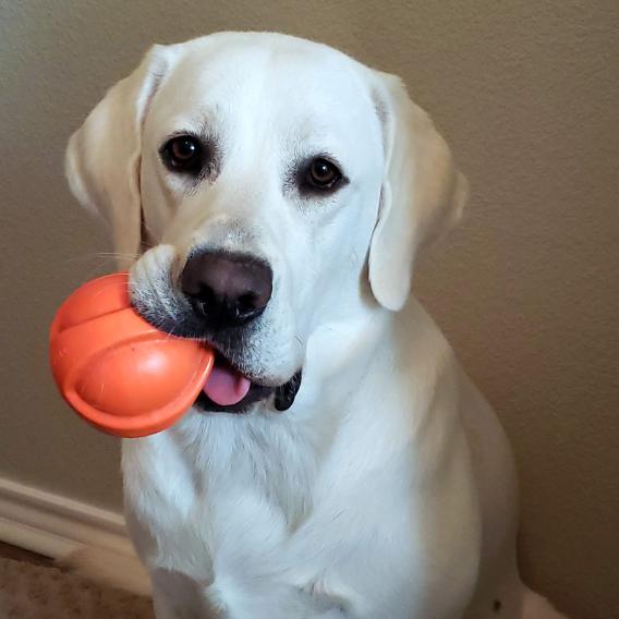 Baloo Lab Photo