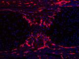 Microscopic example of Karner Lab's research 3