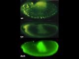 Cell-death-defective mutants exhibit global failures in embryonic cell death