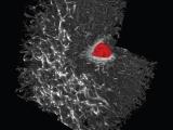 Cell in Collagen Cube