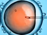 Zygote Genome Editing