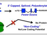 LncRNA Features and Functions