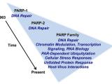 History of PARPs