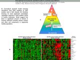 Conceptual pyramid model