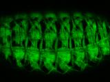 Drosophila embryonic musculature