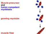 Schematic of Drosophila myoblast fusion