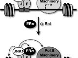 Gene regulation model