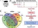 Transcriptional response in a mouse uterus