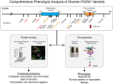 Characterization of human FOXN1 variantsPlaceholder