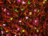 Myelination in action