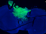 research image