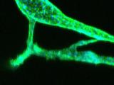 scientific image