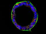 scientific image