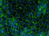 scientific image